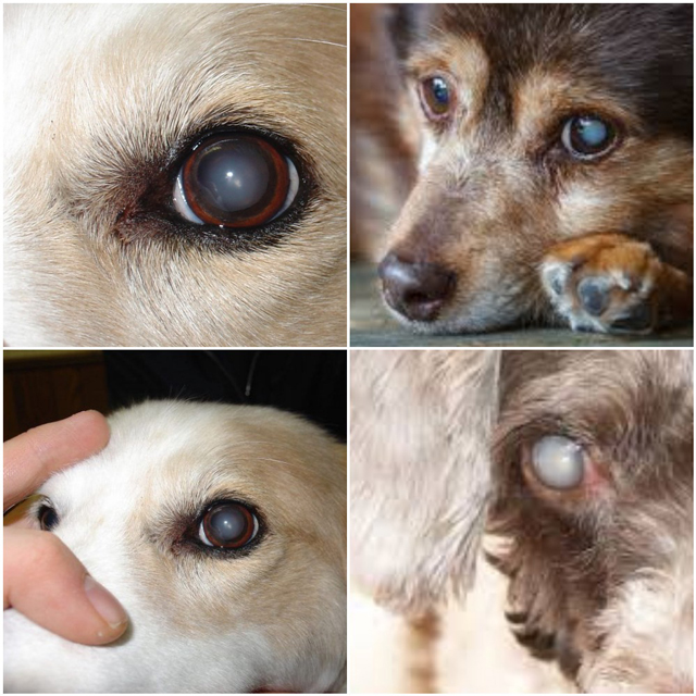 chó bị đau mắt
