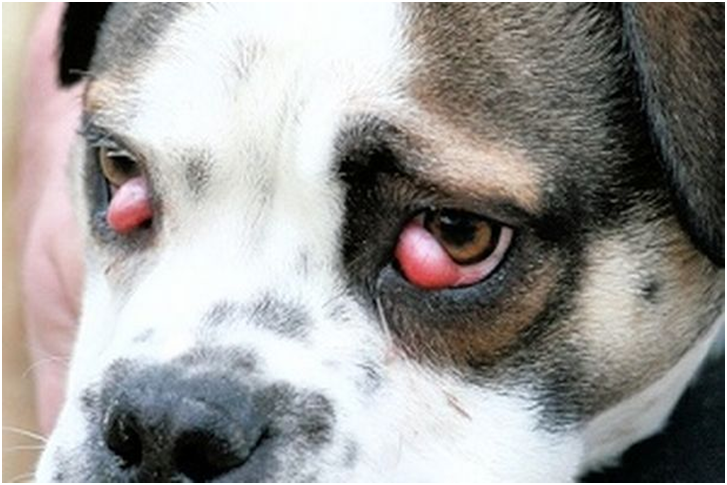 Chó bị đau mắt 