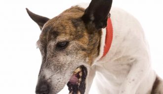 Làm cách nào để có thể điều trị được cho chó bị nôn ra máu?