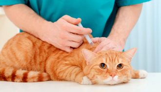 Làm cách nào để điều trị khi mèo bị tràn dịch màng phổi?