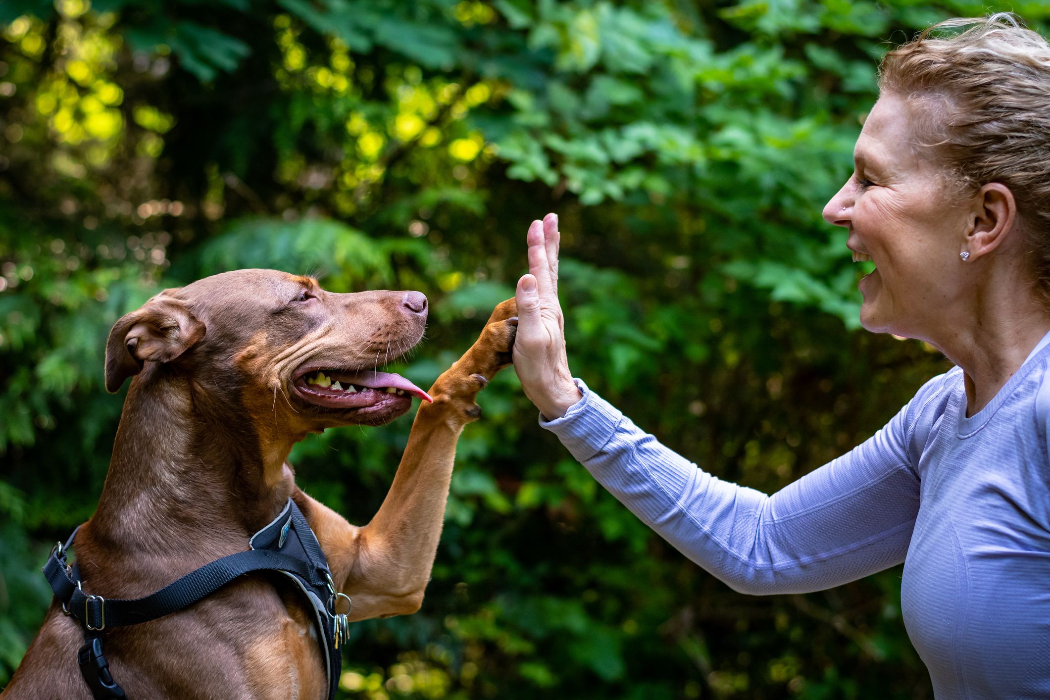 Hướng dẫn cách dạy chó khôn ngoan biết nghe lời chủ nhân