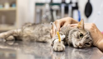 Làm thế nào để chữa trị cho mèo mắc bệnh ung thư ?