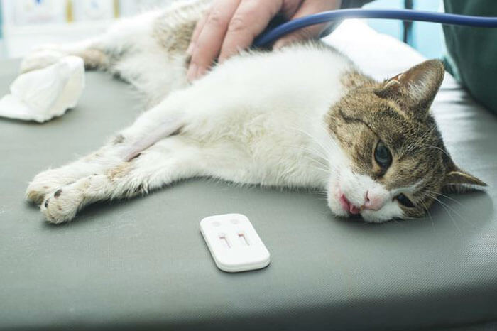 Làm thế nào để chữa trị cho mèo mắc bệnh ung thư ?