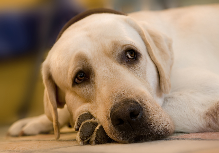 Làm thế nào để điều trị cho chó bị viêm gan mãn tính?