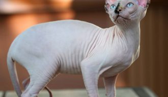 Loài mèo không lông đến từ Ai Cập: Mèo Sphynx