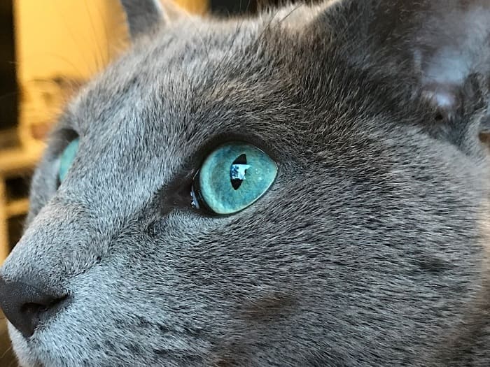 Mèo Nga sở hữu đôi mắt quyến rũ