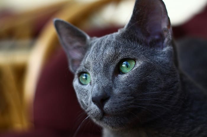 Mèo Nga có đôi mắt màu xanh lá cây đặc trưng