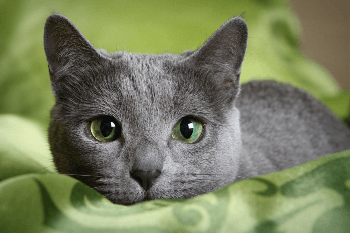 Mèo Nga ngày càng nổi tiếng và trở thành thú cưng của nhiều người
