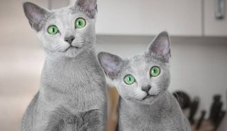 Loài mèo sở hữu đôi mắt xanh huyền thoại - Mèo Nga