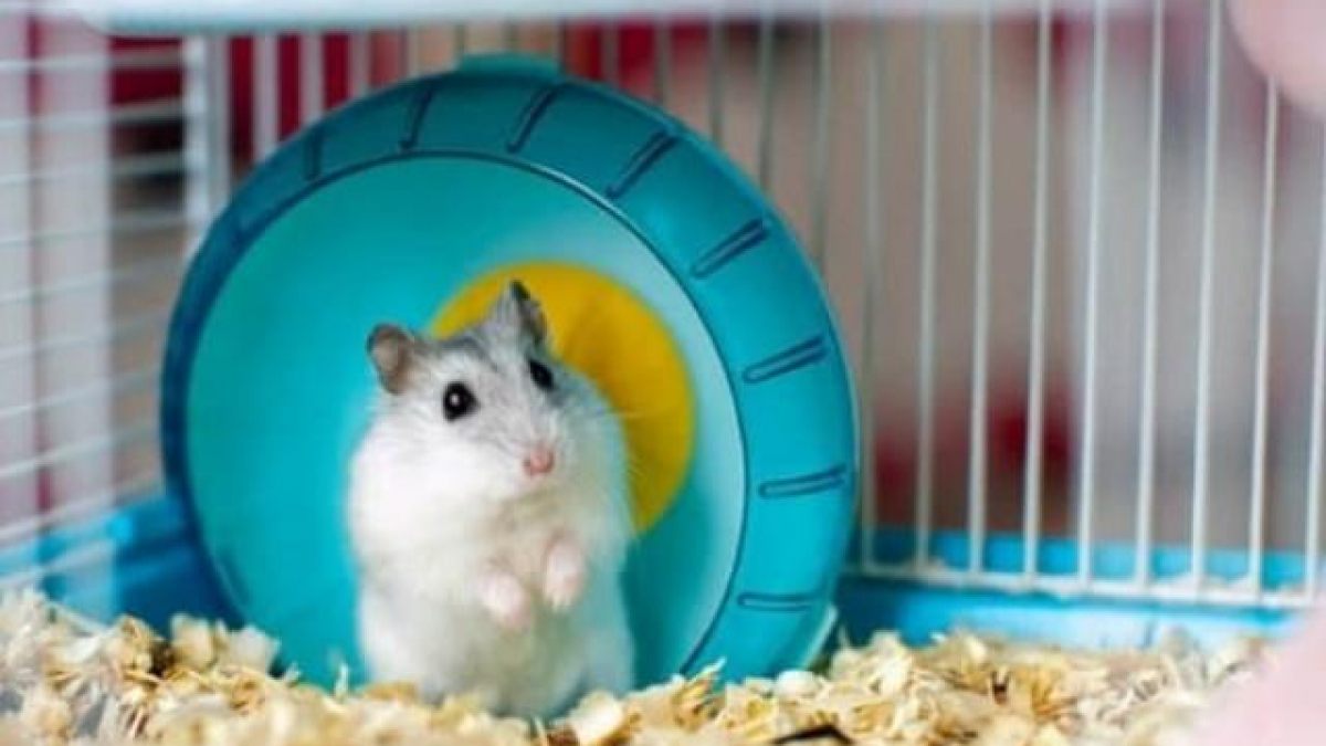 Danh sách thực phẩm tươi sống an toàn cho Dwarf Hamster