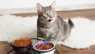 Mách bạn các loại thức ăn hạt cho mèo được lòng chủ nuôi nhất