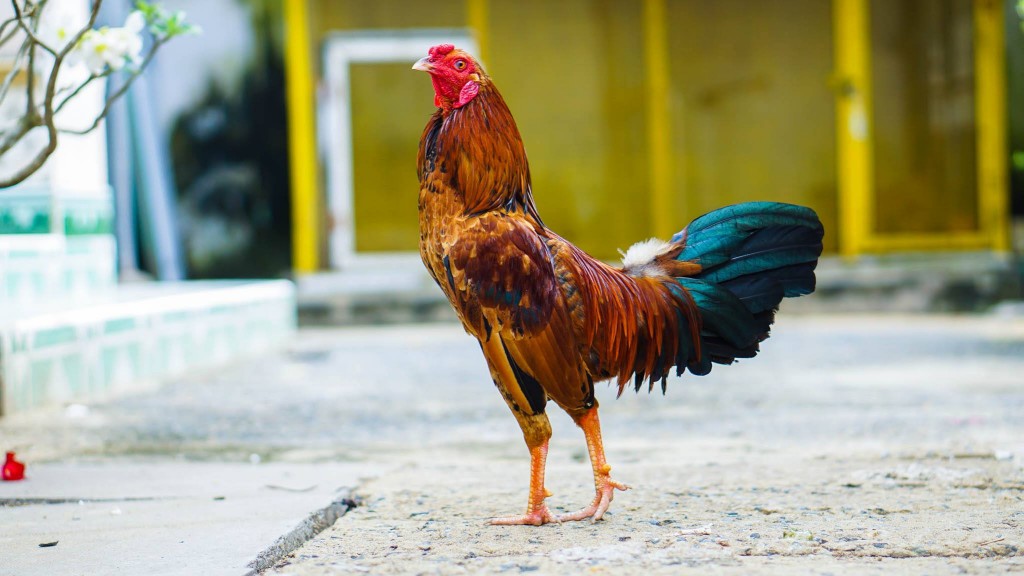 Chọi gà trực tuyến đem lại doanh thu hàng tỷ USD tại Philippines | Mekong  ASEAN