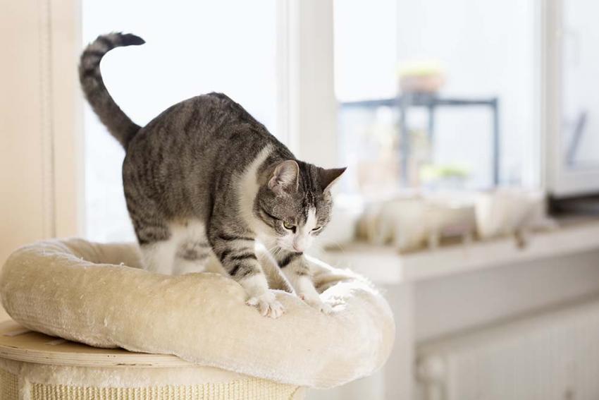 Mèo cào đồ đạc trong nhà là thói quen khó sửa