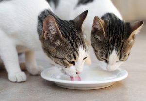 Nên cho mèo uống sữa không đường