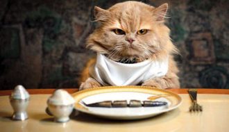 Mách bạn những món ăn khoái khẩu khiến mèo thích mê mệt