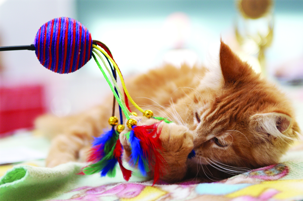 Mèo và chủ có thể giao tiếp với nhau thông qua sự tương tác với đồ chơi