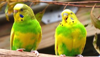 Mang lại hiệu quả kinh tế cao nhờ mô hình nuôi chim vẹt Yến Phụng
