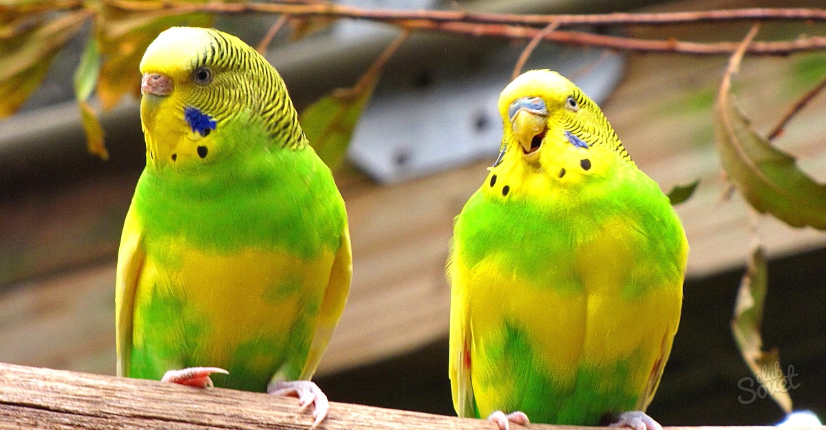 Chia sẻ cách nuôi chim Yến Phụng làm đẹp cho ngôi nhà | Pet Mart