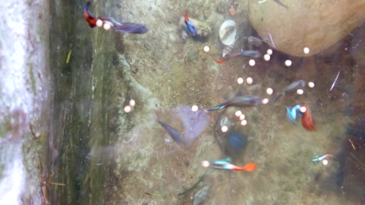 Cá bảy màu rất dễ sống, hiền lành và sinh sản rất nhanh