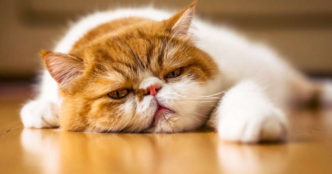 Phần lớn nguyên nhân mèo cảnh say xe thường là do căng thẳng