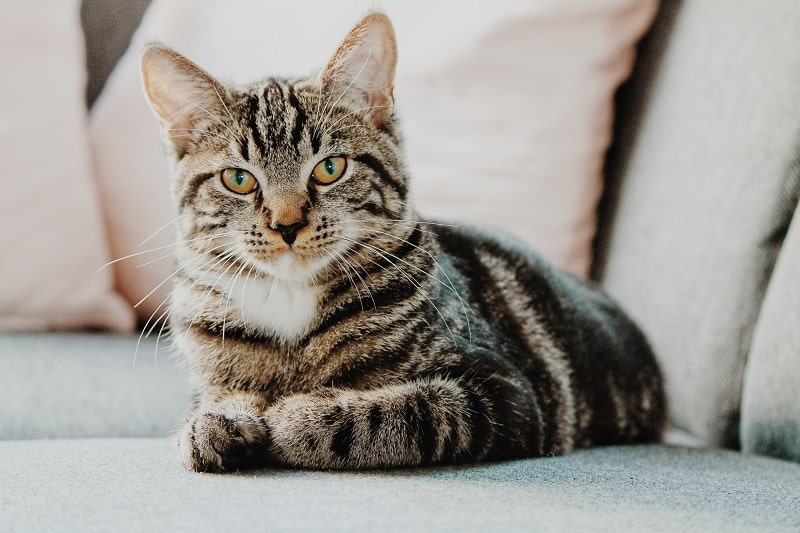 Sử dụng thuật ngữ mèo tabby cho một con mèo có bộ lông sọc