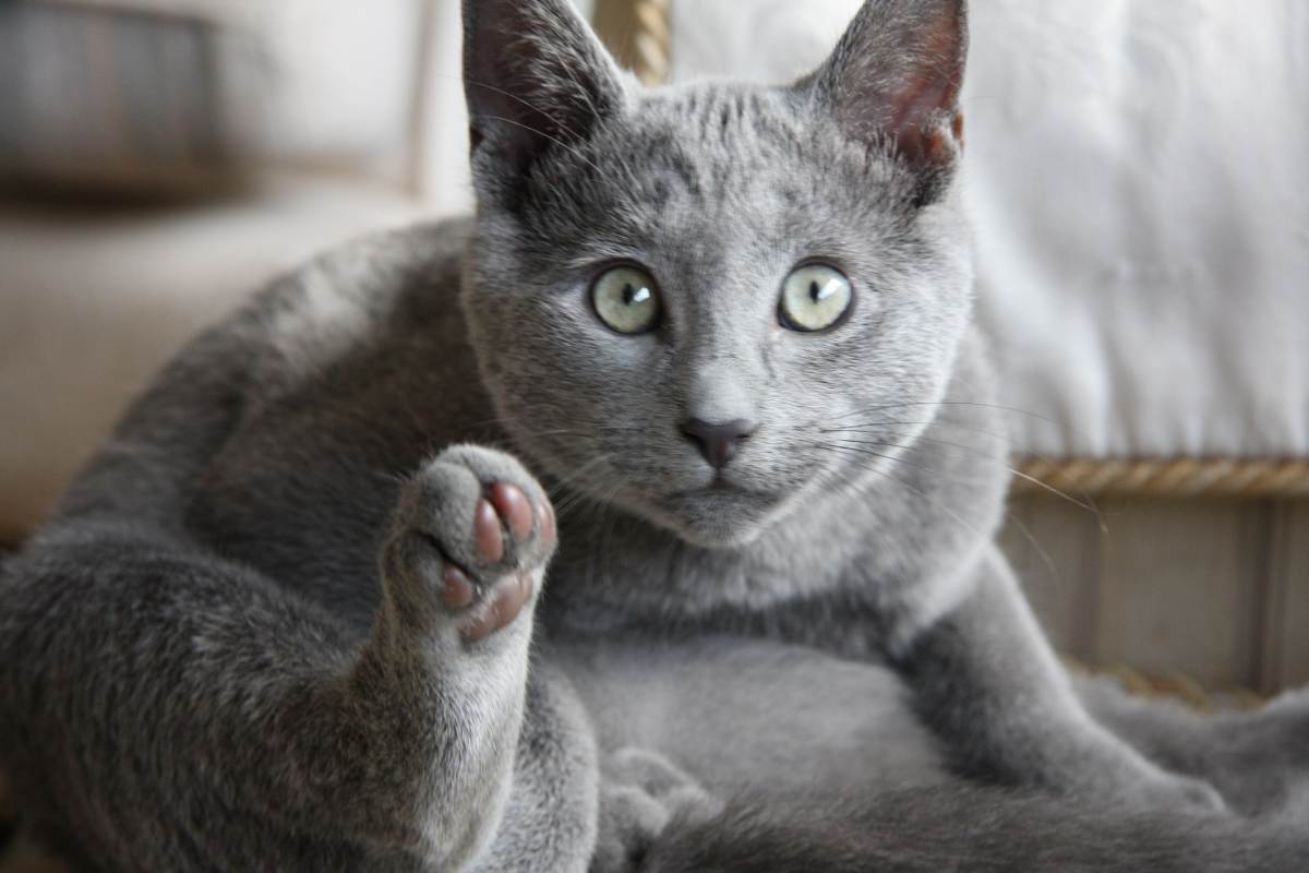 Mèo Nga trở thành giống mèo quý tộc được săn đón hàng đầu thế giới