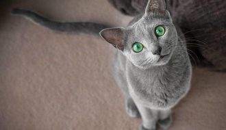 Mèo Nga mắt xanh: Cẩm nang chăm sóc từ A – Z mà không phải ai cũng biết
