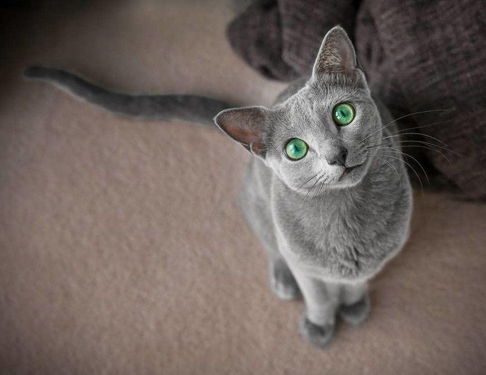 Mèo Nga mắt xanh: Cẩm nang chăm sóc từ A – Z