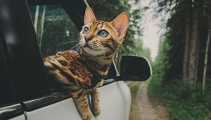 Mèo sợ xe hơi không còn là nỗi lo nếu nắm được những mẹo này
