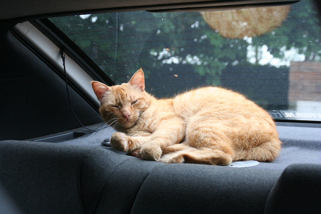 Mèo say xe là bệnh lý hết sức bình thường