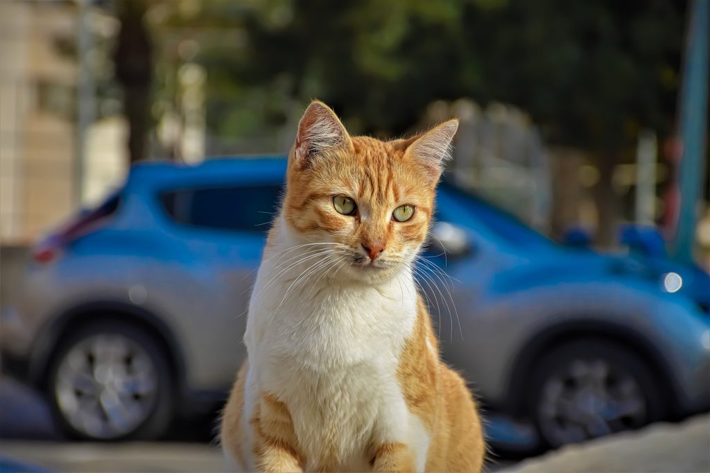 Khi mèo say xe, chúng cũng có những biểu hiện như con người