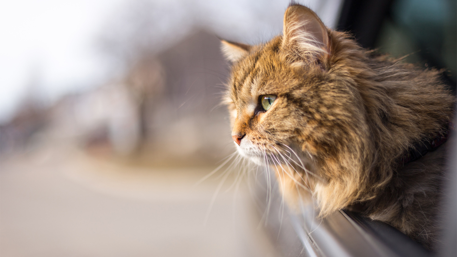 Trải nghiệm thực tế lầ điều vô cùng cần thiết giúp mèo thoát khỏi nỗi ám ảnh sợ xe hơi
