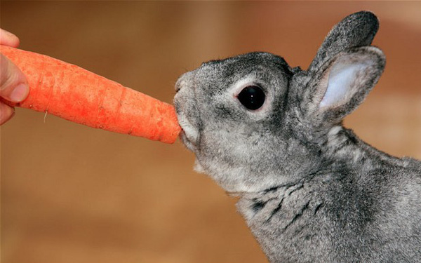Có phải cà rốt là món ăn khoái khẩu của thỏ?
