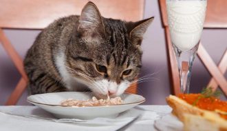 Nên cho mèo ăn như thế nào là đủ chất và đủ bữa trong một ngày?