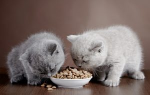 Khi cho mèo ăn cần lưu ý cho chúng uống nước đủ