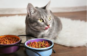 Mỗi độ tuổi mèo có chế độ ăn khác nhau