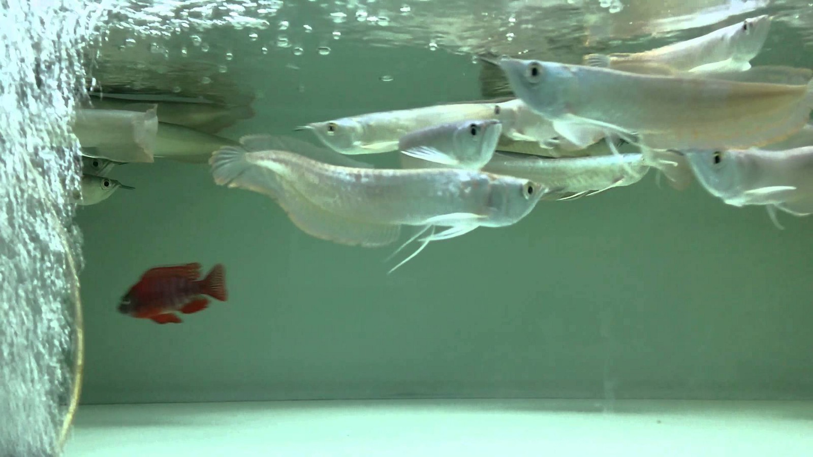 Khi cá đạt kích thước khoảng 30 – 40 cm sẽ bắt đầu chuyển sang màu trắng ánh bạc