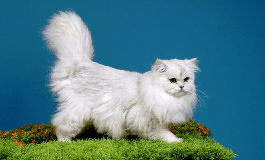 Tắm cho mèo Anh lông dài bằng sữa tắm chuyên dụng