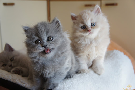 Tên tiếng Anh của mèo Anh lông dài là British Longhair Cat