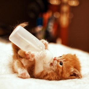 Mèo con cần được cung cấp đủ sữa