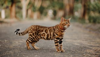 Những chú "báo đốm" tí hon đáng yêu - Mèo Bengal