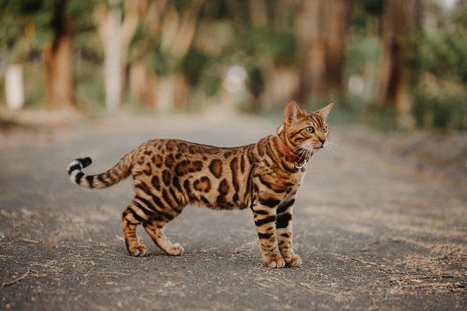 Hình ảnh mèo Bengal