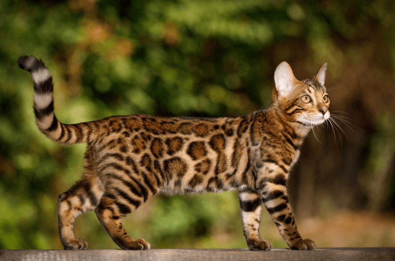 Ngoại hình của mèo vằn Bengal khá giống với loài mèo Mỹ lông ngắn