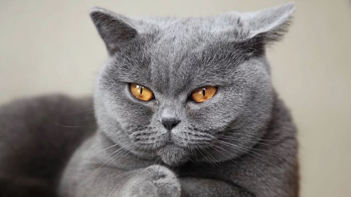Mèo Anh lông ngắn (British shorthair) được lai từ mèo Ai Cập
