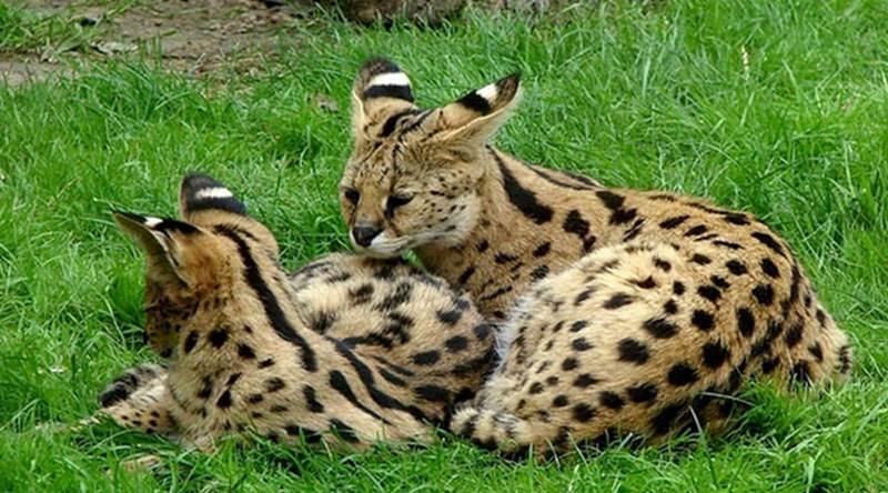 Mèo Savannah là sự kết hợp giữa mèo Xiêm và mèo Serval Châu Phi