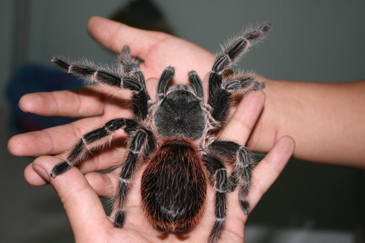 Cầm nhện Tarantula trên tay