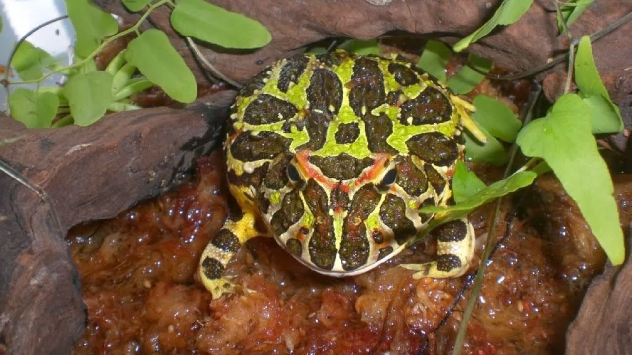 Loài ếch pacman