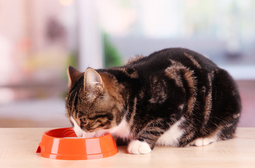 Đồ ăn vặt cho mèo có chứa nhiều chất dinh dưỡng và vitamin