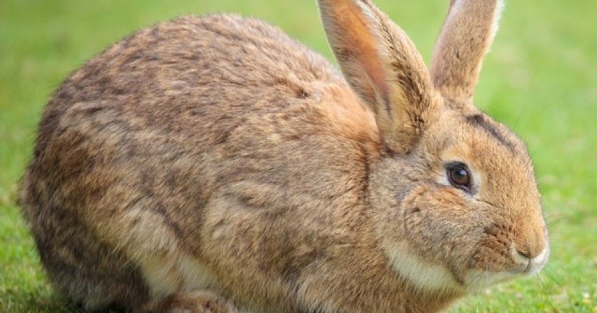 Bạn biết gì về loài thỏ?