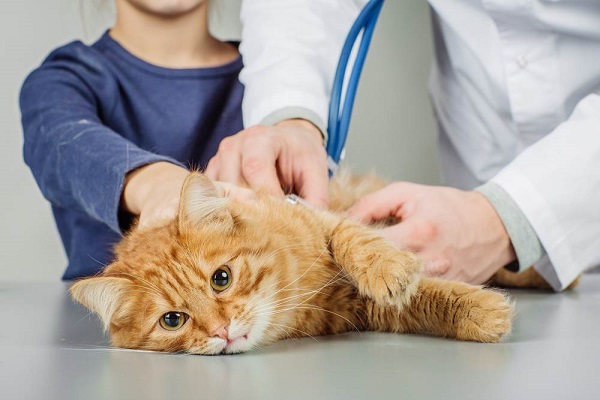 Phương pháp chữa trị mèo bị cảm lạnh mau chóng khỏi bệnh 